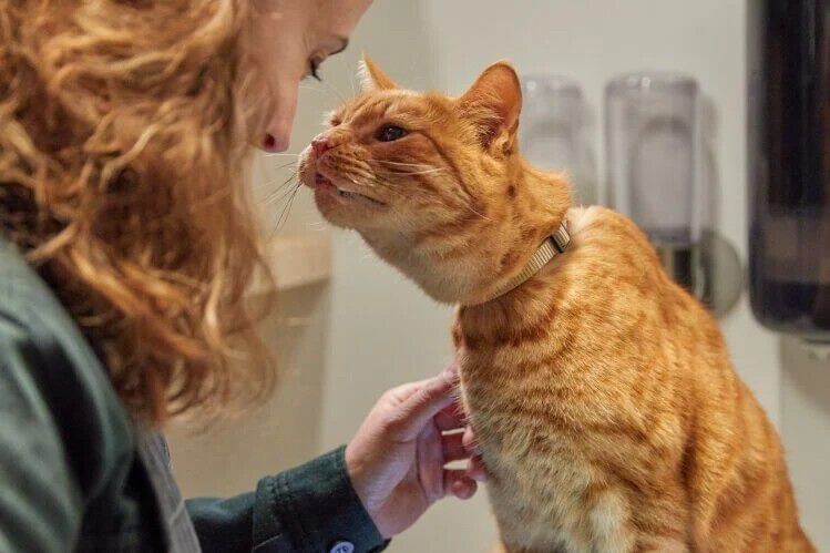 Advies in de winkel - kat